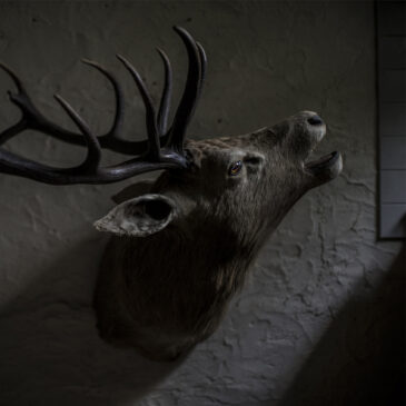 Taxidermie-Naturaliser-Empailler